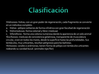 •Hidrozoos: hidras; con un gran poder de regeneración, cada fragmento se convierte
en un individuo completo.
a. Hidras : pólipos solitarios de forma cilíndrica con gran facultad de regeneración
b. Hidromedusas: forma colonial y libre ( medusa)
c. Sifonóforos : forma una colonia numerosa dando la apariencia de un solo animal
•Escifozoos: medusas de consistencia gelatinosa, transparente de musculatura
circular, viven en todos los mares, desde la superficie hasta las profundidades. Sus
tentáculos, muy urticantes, resultan peligrosos para los bañistas.
•Antozoos: corales o anémonas; tienen forma de pólipo con tentáculos urticantes
rodeando su cavidad bucal. (animales tipo flor)
 