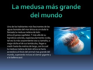 Uno de los habitantes más fascinantes de las
aguas boreales del mar ártico es sin duda la
llamada la medusa melena de león
ártica (Cyanea capillata).T más allá de su
hipnótico colorido, espectacularmente vivido,
tal vez lo más sorprendente sea su tamaño, o
mejor dicho el de sus tentáculos, llegan a
medir hasta 60 metros de largo, con lo cual
la medusa melena de león ártica se haría
acreedora al título del animal mas grande del
mundo, superando incluso al clamar gigante y
a la ballena azul.
 