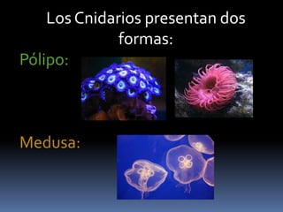 Los Cnidarios presentan dos
formas:
Pólipo:
Medusa:
 