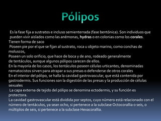 Es la fase fija a sustratos e incluso semienterrada (fase bentónica). Son individuos que
pueden vivir aislados como las anémonas, hydras o en colonias como los corales.
Tienen forma de saco
Poseen pie por el que se fijan al sustrato, roca u objeto marino, como conchas de
moluscos,
Poseen un solo orificio, que hace de boca y de ano, rodeado generalmente
de tentáculos, aunque algunos pólipos carecen de ellos.
En la mayoría de los casos, los tentáculos poseen células urticantes, denominadas
nematocistos sirven para atrapar a sus presas o defenderse de otros corales
En el interior del pólipo, se halla la cavidad gastrovascular, que está contenida por
gastrodermis. Sus funciones son la digestión de las presas y la producción de células
sexuales
La capa externa de tejido del pólipo se denomina ectodermis, y su función es
protectora.
La cavidad gastrovascular está dividida por septos, cuyo número está relacionado con el
número de tentáculos, ya sean ocho, si pertenece a la subclase Octocorallia o seis, o
múltiplos de seis, si pertenece a la subclase Hexacorallia.
 