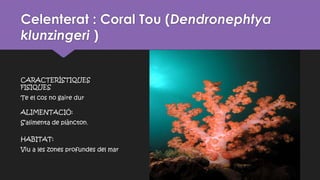 Celenterat : Coral Tou (Dendronephtya
klunzingeri )
CARACTERÍSTIQUES
FISIQUES
Te el cos no gaire dur
ALIMENTACIÓ:
S’alimenta de plàncton.
HABITAT:
Viu a les zones profundes del mar
 