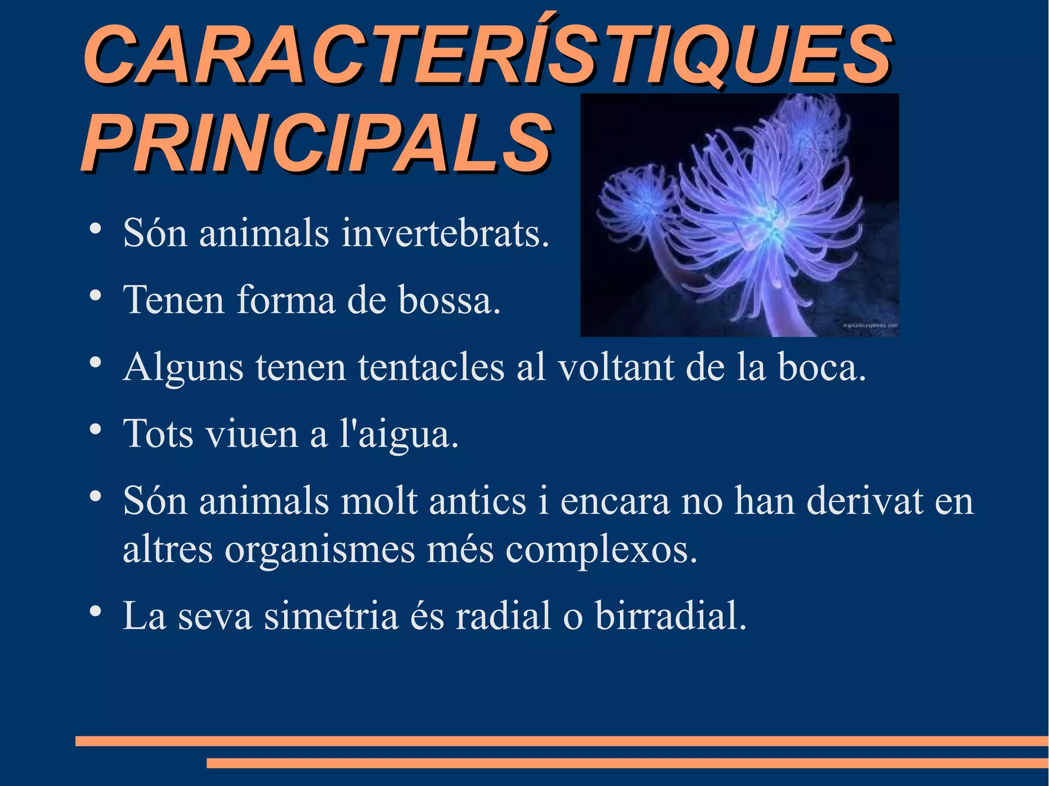 CARACTERÍSTIQUESCARACTERÍSTIQUES
PRINCIPALSPRINCIPALS

Són animals invertebrats.

Tenen forma de bossa.

Alguns tenen tentacles al voltant de la boca.

Tots viuen a l'aigua.

Són animals molt antics i encara no han derivat en
altres organismes més complexos.

La seva simetria és radial o birradial.
 