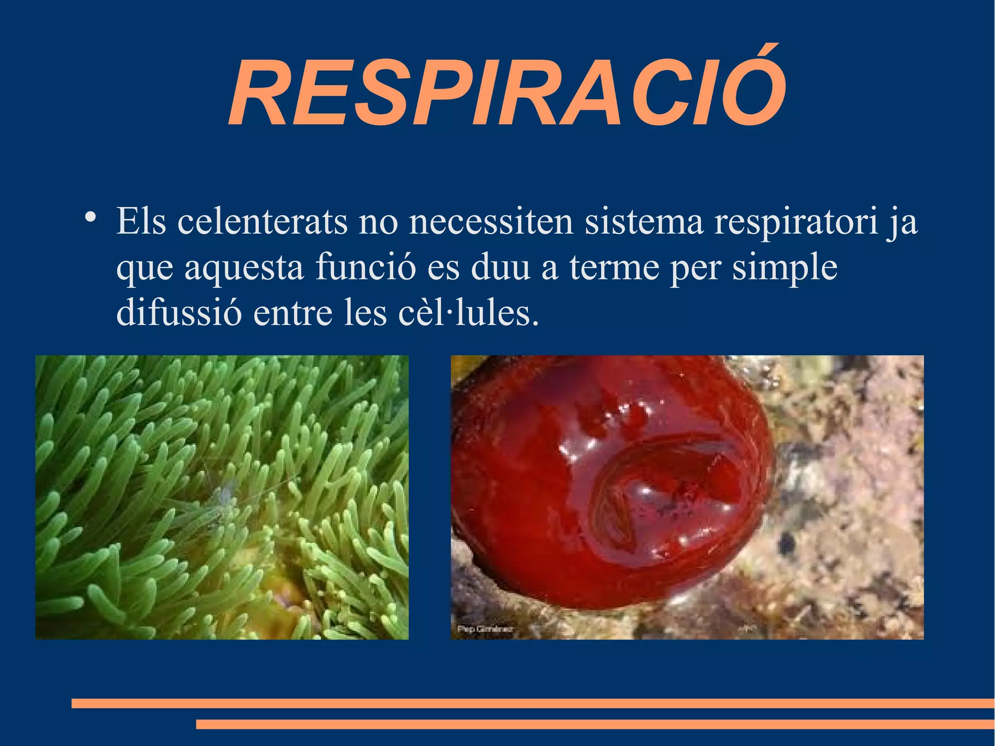 RESPIRACIÓ

Els celenterats no necessiten sistema respiratori ja
que aquesta funció es duu a terme per simple
difussió entre les cèl·lules.
 