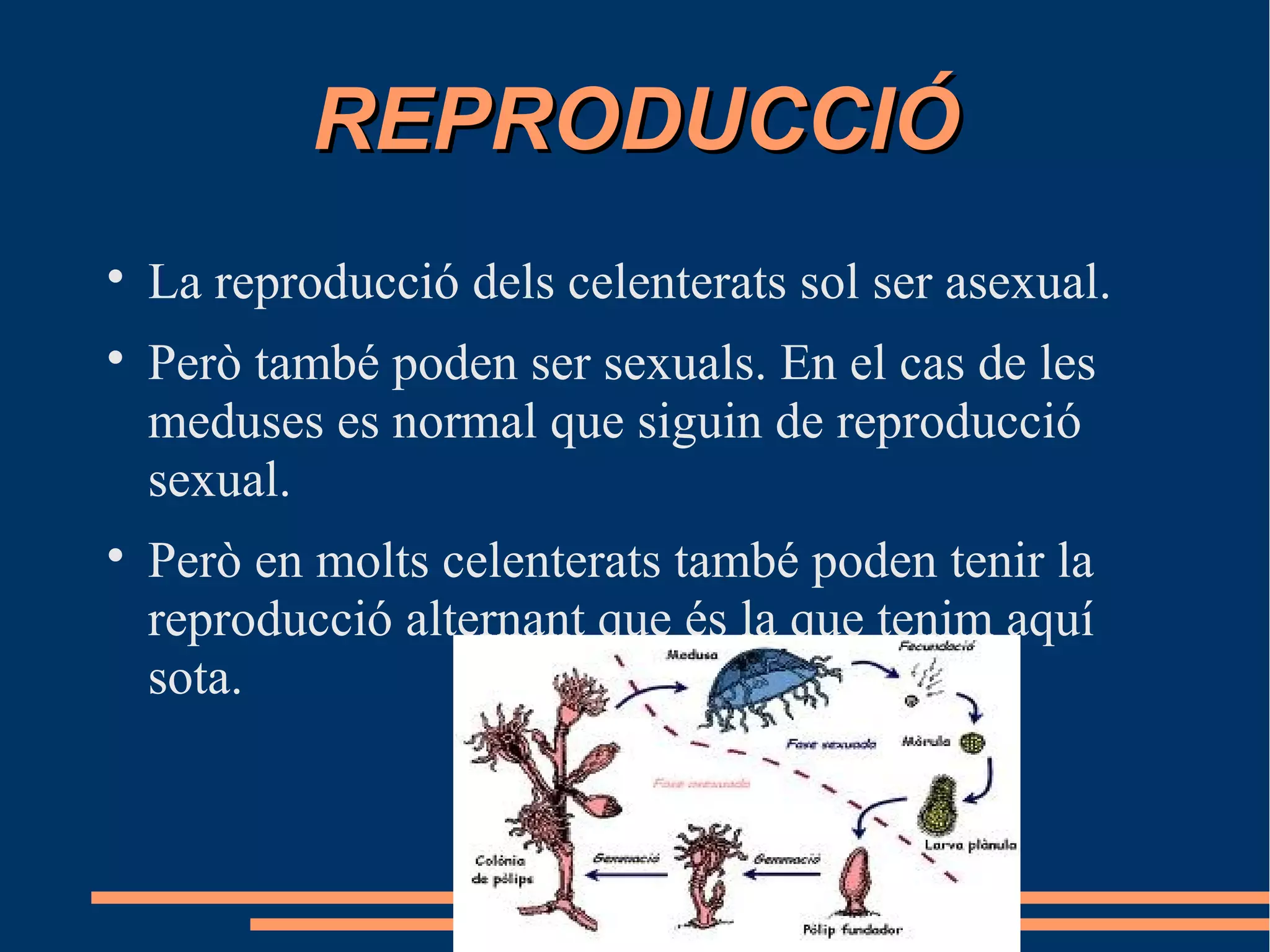 REPRODUCCIÓREPRODUCCIÓ

La reproducció dels celenterats sol ser asexual.

Però també poden ser sexuals. En el cas de les
meduses es normal que siguin de reproducció
sexual.

Però en molts celenterats també poden tenir la
reproducció alternant que és la que tenim aquí
sota.
 