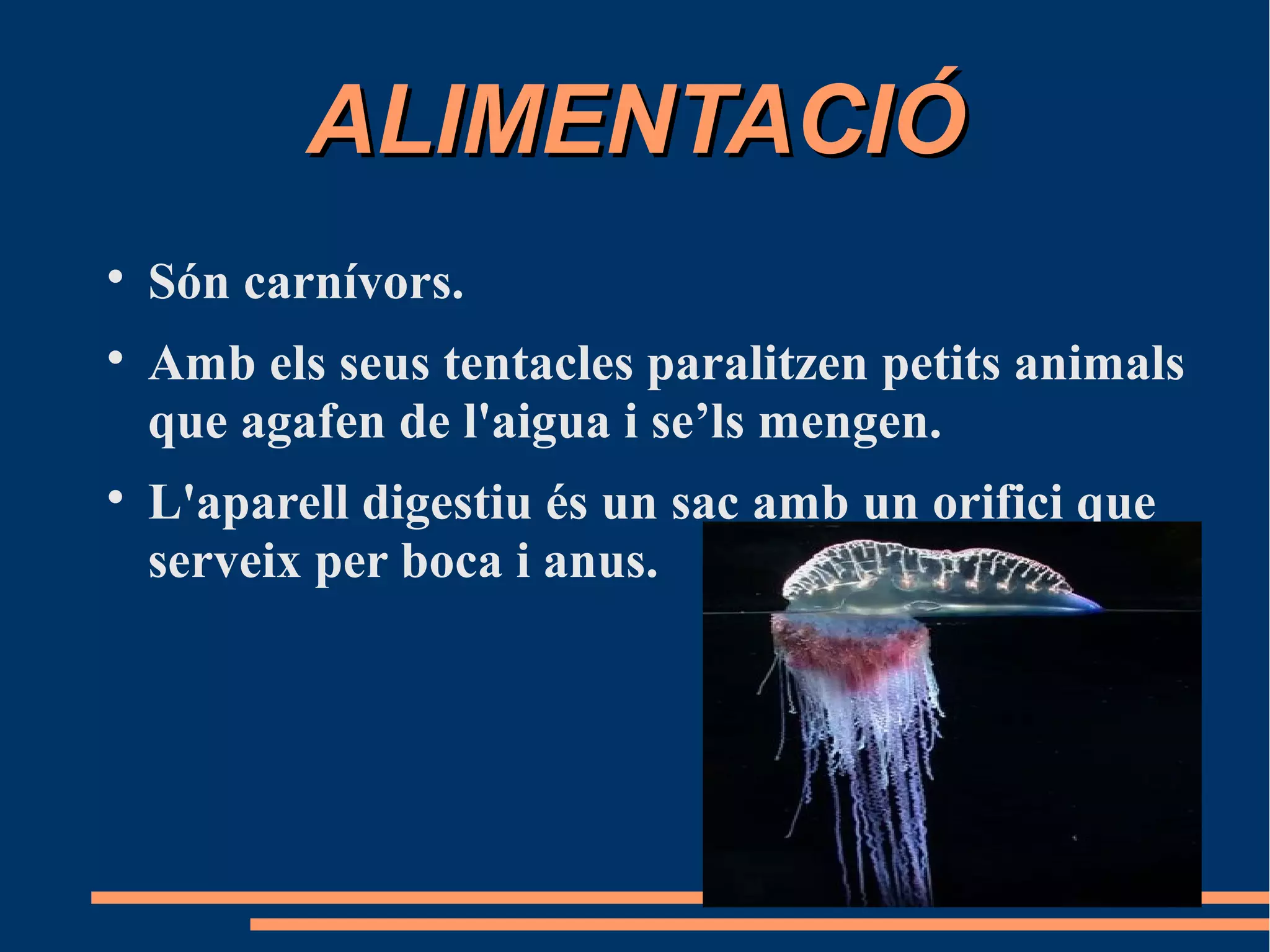 ALIMENTACIÓALIMENTACIÓ

Són carnívors.

Amb els seus tentacles paralitzen petits animals
que agafen de l'aigua i se’ls mengen.

L'aparell digestiu és un sac amb un orifici que
serveix per boca i anus.
 