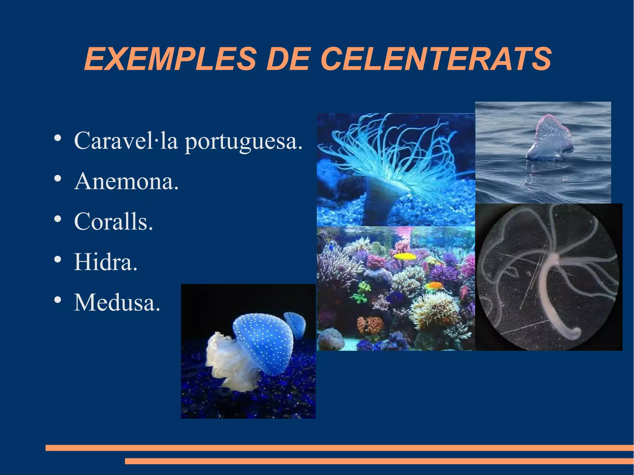 EXEMPLES DE CELENTERATS

Caravel·la portuguesa.

Anemona.

Coralls.

Hidra.

Medusa.
 