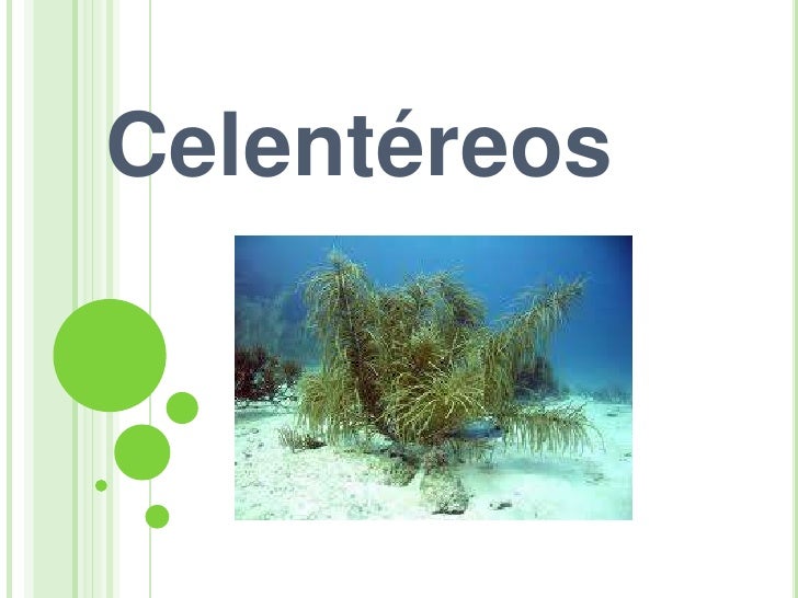 Celentereos