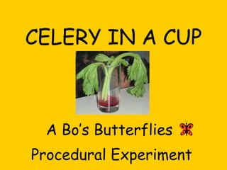 CELERY IN A CUP A Bo’s Butterflies  Procedural Experiment 
