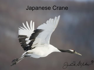 Japanese Crane 