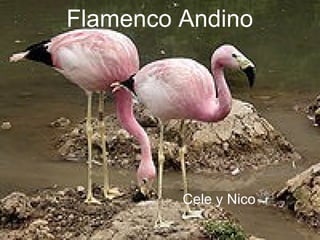 Flamenco Andino   Cele y Nico 