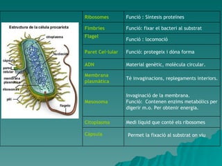 Permet la fixació al substrat on viu Càpsula Medi líquid que conté els ribosomes Citoplasma Invaginació de la membrana. Funció:  Contenen enzims metabòlics per digerir m.o. Per obtenir energia.  Mesosoma Té invaginacions, replegaments interiors. Membrana plasmàtica Material genètic, molècula circular.  ADN Funció: protegeix i dóna forma Paret Cel·lular Funció : locomoció Flagel Funció: fixar el bacteri al substrat Fimbries Funció : Síntesis proteïnes Ribosomes 