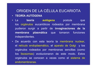 ORIGEN DE LA CÉLULA EUCARIOTA
• TEORÍA AUTÓGENA
• La teoría autógena postula que
los orgánulos eucarióticos rodeados por membrana
pudieron surgir a partir de invaginaciones de la
membrana plasmática que tomaron funciones
independientes.
• De acuerdo con esta teoría la membrana nuclear,
el retículo endoplasmático, el aparato de Golgi y los
orgánulos rodeados por membranas sencillas (como
los lisosomas) evolucionaron de este modo. Estos
orgánulos se conocen a veces como el sistema de
endomembranas.
 