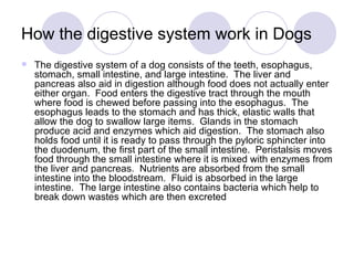 How the digestive system work in Dogs
   The digestive system of a dog consists of the teeth, esophagus,
    stomach, small intestine, and large intestine. The liver and
    pancreas also aid in digestion although food does not actually enter
    either organ. Food enters the digestive tract through the mouth
    where food is chewed before passing into the esophagus. The
    esophagus leads to the stomach and has thick, elastic walls that
    allow the dog to swallow large items. Glands in the stomach
    produce acid and enzymes which aid digestion. The stomach also
    holds food until it is ready to pass through the pyloric sphincter into
    the duodenum, the first part of the small intestine. Peristalsis moves
    food through the small intestine where it is mixed with enzymes from
    the liver and pancreas. Nutrients are absorbed from the small
    intestine into the bloodstream. Fluid is absorbed in the large
    intestine. The large intestine also contains bacteria which help to
    break down wastes which are then excreted
 