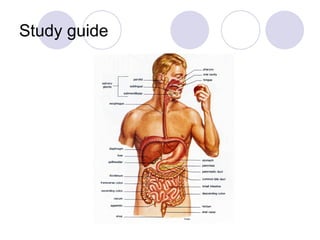 Study guide
 