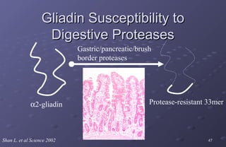 Gliadin Susceptibility to
                    Digestive Proteases
                             Gastric/pancreatic/brush
                             border proteases




             α2-gliadin                             Protease-resistant 33mer



Shan L. et al Science 2002                                             47
 