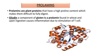 PROLAMINS
• Prolamins are plant proteins that have a high proline content which
makes them difficult to fully digest.
• Gliadin a component of gluten is a prolamin found in wheat and
upon ingestion causes inflammation due to stimulation of T cell.
 