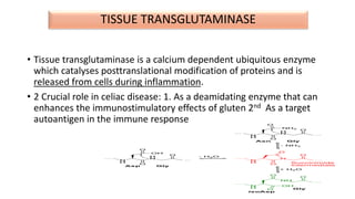 TISSUE TRANSGLUTAMINASE
• Tissue transglutaminase is a calcium dependent ubiquitous enzyme
which catalyses posttranslational modification of proteins and is
released from cells during inflammation.
• 2 Crucial role in celiac disease: 1. As a deamidating enzyme that can
enhances the immunostimulatory effects of gluten 2nd As a target
autoantigen in the immune response
 