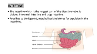 INTESTINE
• The intestine which is the longest part of the digestive tube, is
divides into small intestine and large intestine.
• Food has to be digested, metabolized and stores for expulsion in the
intestines.
 