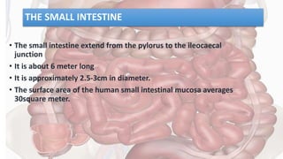 THE SMALL INTESTINE
• The small intestine extend from the pylorus to the ileocaecal
junction
• It is about 6 meter long
• It is approximately 2.5-3cm in diameter.
• The surface area of the human small intestinal mucosa averages
30square meter.
 