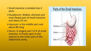 • Small intestine is divided into 3
parts
Duodenum: Widest, shortest and
most flexed part of small intestine
and about 25 cm.
Jejunum: is the middle part and
about 8ft long
Ileum: is longest part 12 ft of small
intestine. It finally open in the
caecum in the lower part of the
abdominal cavity.
 
