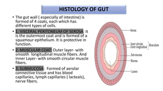 HISTOLOGY OF GUT
• The gut wall ( especially of intestine) is
formed of 4 coats, each which has
different types of cells.
• 1. VISCERAL PERITONEUM OF SEROSA: It
is the outermost coat and is formed of a
squamour epithelium. It is protective in
function.
• 2. MUSCULAR COAT: Outer layer- with
smooth longitudinal muscle fibers. And
Inner Layer- with smooth circular muscle
fibers.
• 3. SUBMUCOSA: Formed of aerolar
connective tissue and has blood
capillaries, lymph capillaries ( lacteals),
nerve fibers.
 