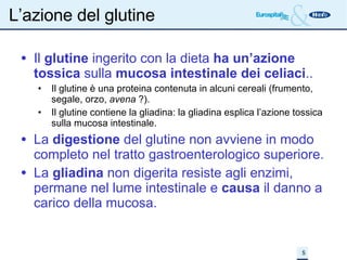 L’azione del glutine Il  glutine  ingerito con la dieta  ha un’azione tossica  sulla  mucosa intestinale dei celiaci .. Il glutine è una proteina contenuta in alcuni cereali (frumento, segale, orzo,  avena  ?). Il glutine contiene la gliadina: la gliadina esplica l’azione tossica sulla mucosa intestinale. La  digestione  del glutine non avviene in modo completo nel tratto gastroenterologico superiore. La  gliadina  non digerita resiste agli enzimi, permane nel lume intestinale e  causa  il danno a carico della mucosa. 