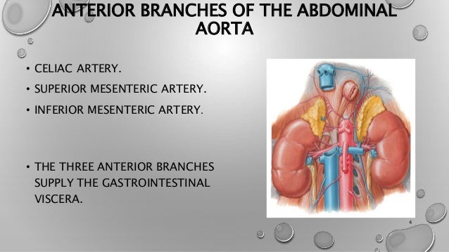 Celiac Trunk Abdominal Aorta Branches