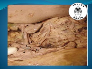 Celiac trunk anatomy