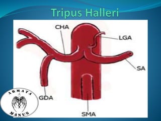 Celiac trunk anatomy