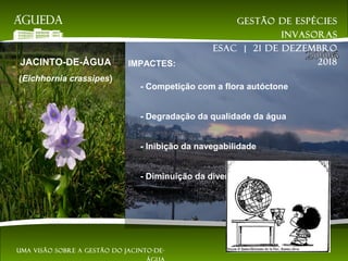 JACINTO-DE-ÁGUA
(Eichhornia crassipes)
IMPACTES:
- Competição com a flora autóctone
- Degradação da qualidade da água
- Inibição da navegabilidade
- Diminuição da diversidade biológica
Gestão de espécies
invasoras
EsAC | 21 de dezembro
2018
Uma visão sobre a gestão do jacinto-de-
 