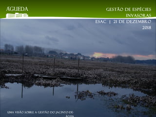 Gestão de espécies
invasoras
EsAC | 21 de dezembro
2018
Uma visão sobre a gestão do jacinto-de-
 