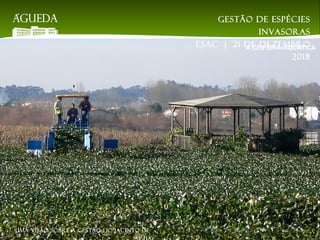A CEIFEIRA-AQUÁTICA
Gestão de espécies
invasoras
EsAC | 21 de dezembro
2018
Uma visão sobre a gestão do jacinto-de-
 