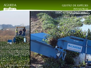 A CEIFEIRA-AQUÁTICA
Gestão de espécies
invasoras
EsAC | 21 de dezembro
2018
Uma visão sobre a gestão do jacinto-de-
 