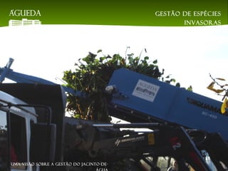A CEIFEIRA AQUÁTICA
Gestão de espécies
invasoras
EsAC | 21 de dezembro
2018
Uma visão sobre a gestão do jacinto-de-
 