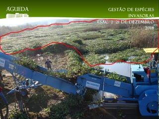 Gestão de espécies
invasoras
EsAC | 21 de dezembro
2018
 