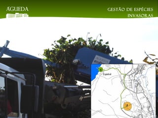 Gestão de espécies
invasoras
EsAC | 21 de dezembro
2018
 