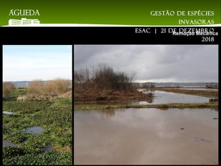 Remoção Mecânica
Gestão de espécies
invasoras
EsAC | 21 de dezembro
2018
 