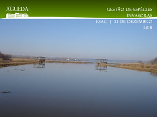 Gestão de espécies
invasoras
EsAC | 21 de dezembro
2018
 