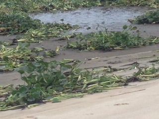 Torres Novas | 2011
http://invasoras.pt/especies-invasoras-alteracoes-climaticas/
 