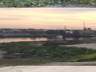 Torres Novas | 2011
http://invasoras.pt/especies-invasoras-alteracoes-climaticas/
 