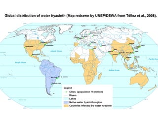 Global distribution of water hyacinth (Map redrawn by UNEP/DEWA from Téllez et al., 2008).
 