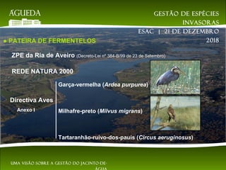 ● PATEIRA DE FERMENTELOS
ZPE da Ria de Aveiro (Decreto-Lei nº 384-B/99 de 23 de Setembro)
REDE NATURA 2000
Directiva Aves
Anexo I
Garça-vermelha (Ardea purpurea)
Milhafre-preto (Milvus migrans)
Tartaranhão-ruivo-dos-pauis (Circus aeruginosus)
Gestão de espécies
invasoras
EsAC | 21 de dezembro
2018
Uma visão sobre a gestão do jacinto-de-
 