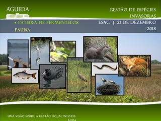 ● PATEIRA DE FERMENTELOS
Fauna
Gestão de espécies
invasoras
EsAC | 21 de dezembro
2018
Uma visão sobre a gestão do jacinto-de-
 