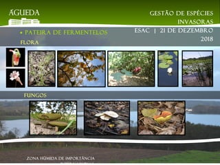 ● PATEIRA DE FERMENTELOS
Flora
Fungos
Zona Húmida de Importância
Gestão de espécies
invasoras
EsAC | 21 de dezembro
2018
 