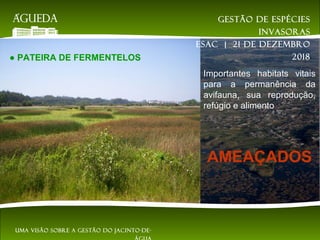 ● PATEIRA DE FERMENTELOS
Importantes habitats vitais
para a permanência da
avifauna, sua reprodução,
refúgio e alimento
AMEAÇADOS
Gestão de espécies
invasoras
EsAC | 21 de dezembro
2018
Uma visão sobre a gestão do jacinto-de-
 