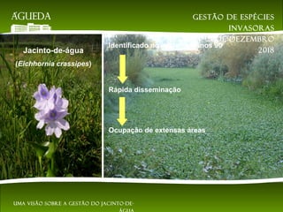 Jacinto-de-água
(Eichhornia crassipes)
Identificado no início dos anos 90
Rápida disseminação
Ocupação de extensas áreas
Gestão de espécies
invasoras
EsAC | 21 de dezembro
2018
Uma visão sobre a gestão do jacinto-de-
 