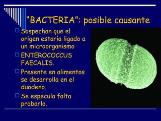 “BACTERIA”: posible causante
 Sospechan que el
origen estaría ligado a
un microorganismo
 ENTEROCOCCUS
FAECALIS.
 Prese...