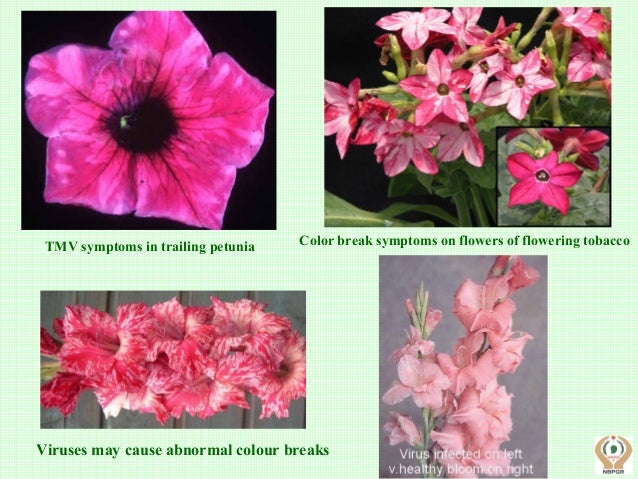 Tobacco Mosaic Virus Petunia