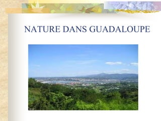 NATURE DANS GUADALOUPE
 