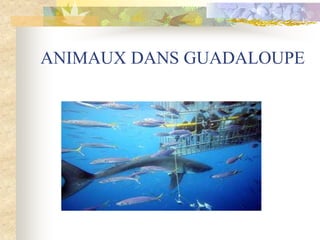 ANIMAUX DANS GUADALOUPE
 